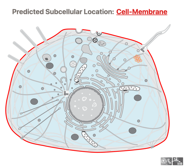 Picture of the author